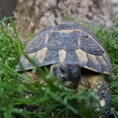 Agriturismo Fior Di Pesco Sommacampagna